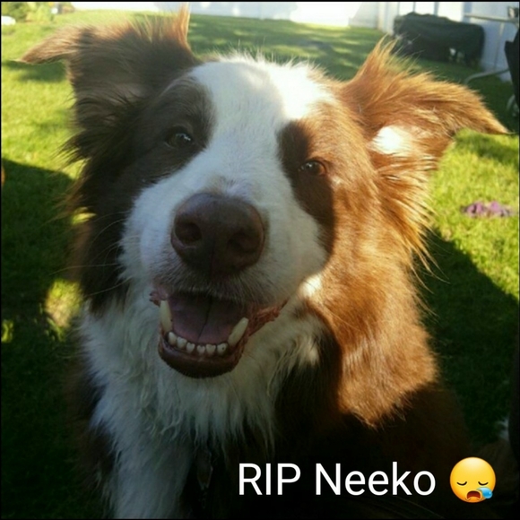 Meet your Posher, Frog 🐸 - Picture 7 of 12